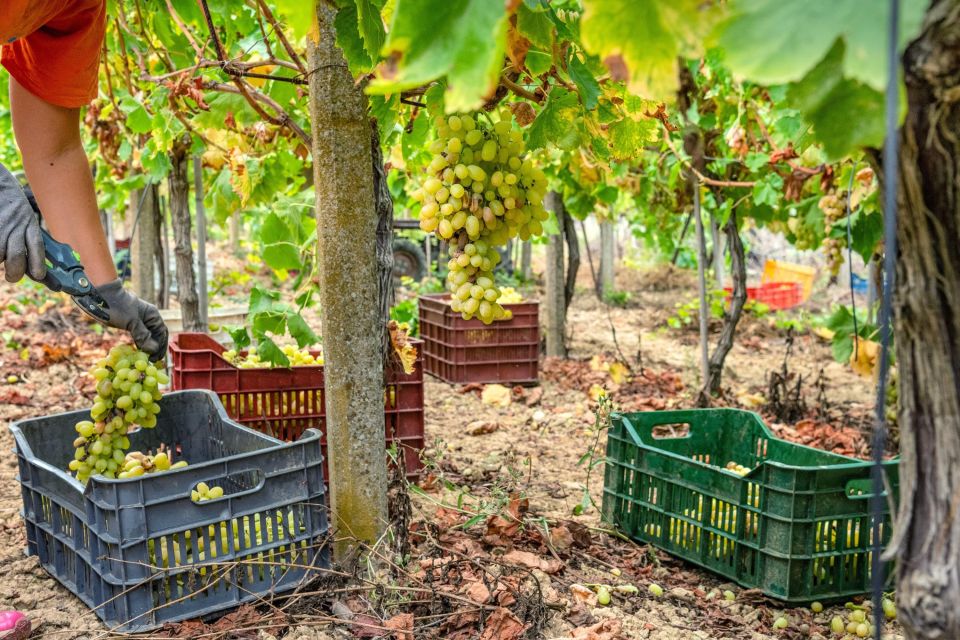 11 Course Lunch, Wine Tasting & Cooking Mastery in Rhodes - Key points at a glance
