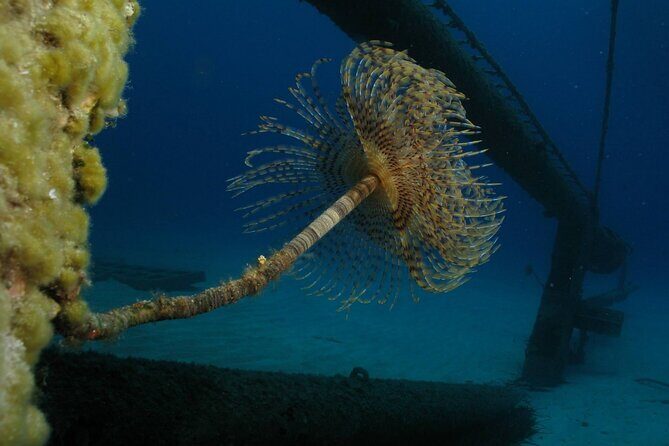 Adventure Dives for Certified Divers in Nea Makri, Athens - Schinias Beach start: what you can expect at the first water stop