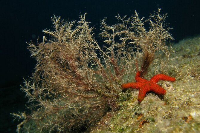 Adventure Dives for Certified Divers in Nea Makri, Athens - Equipment and gear quality: what you don’t have to worry about