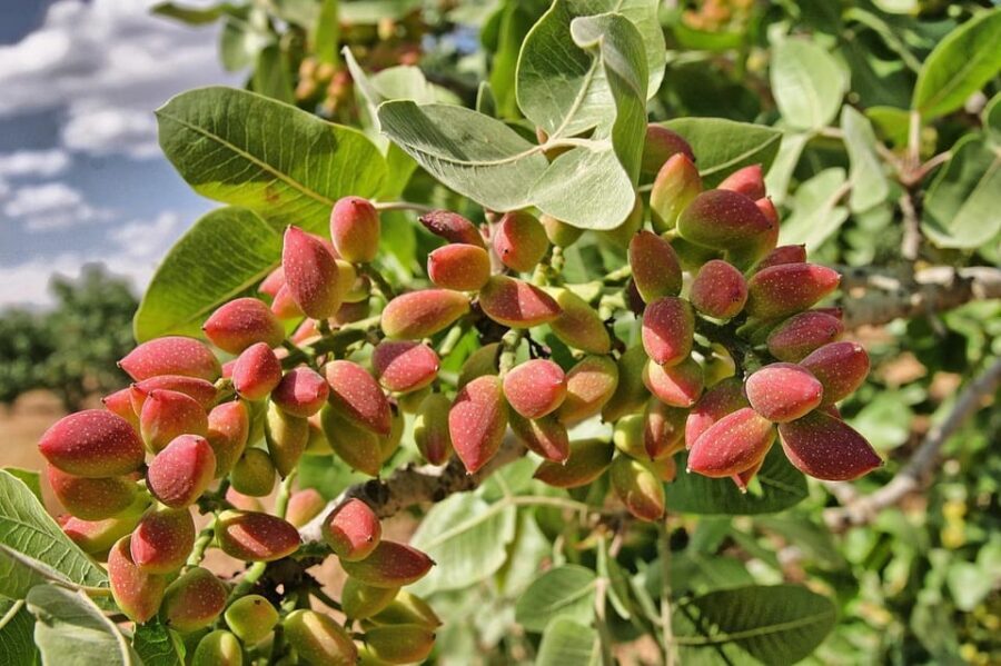 Aegina: Organic Pistachio Orchard Tour with Factory Visit - Spotting male vs female pistachio trees in the field