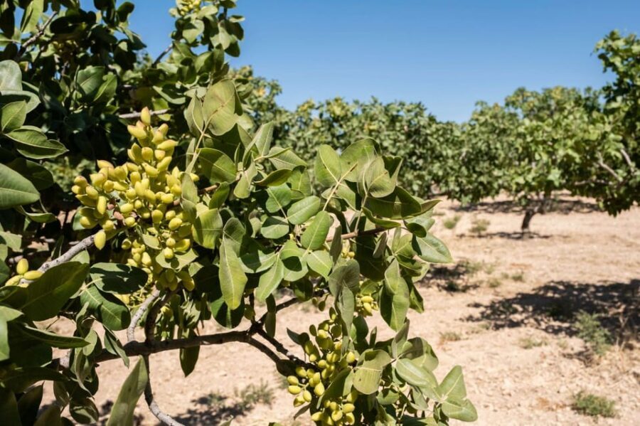 Aegina: Organic Pistachio Orchard Tour with Factory Visit - The most important pistachio factory on the island: from nuts to products