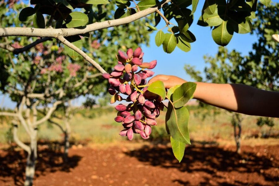 Aegina: Organic Pistachio Orchard Tour with Factory Visit - Who should book this pistachio orchard and factory tour?