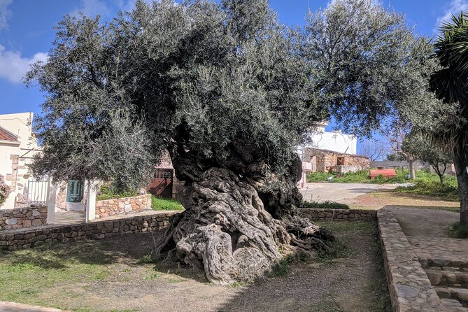Afternoon Tour: Soap, Olive Oil & Wine Stories of Peza Village - Why Peza Makes a Fine Afternoon Escape