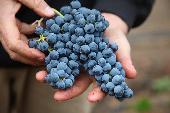 Afternoon Tour: Soap, Olive Oil & Wine Stories of Peza Village - Vidiano and Kotsifali Bring the Valley Into the Glass