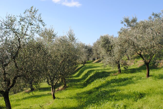 Afternoon Tour: Soap, Olive Oil & Wine Stories of Peza Village - Is $81.62 a Fair Price?