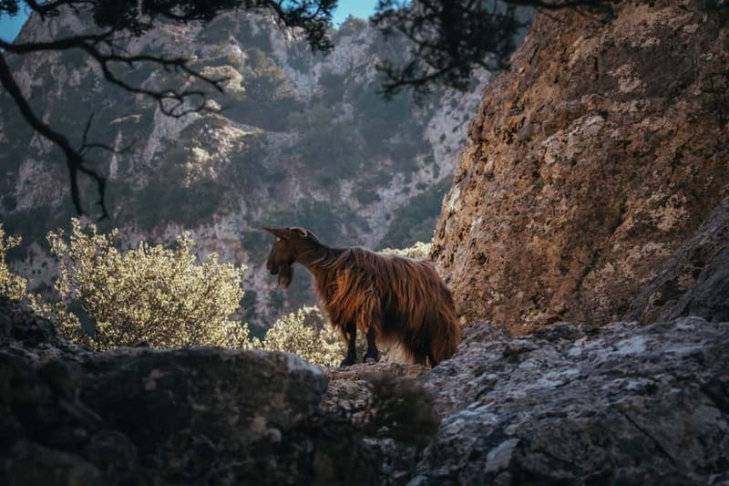 Agia Galini/Matala: Imbros Gorge & Frangokastello Day Tour - FAQ
