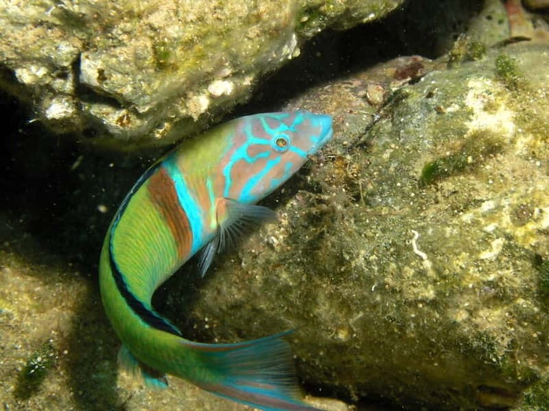 Agia Pelagia: Introduction to Scuba Diving Experience - Agia Pelagia Meets Mononaftis: The Shallow-Water Plan