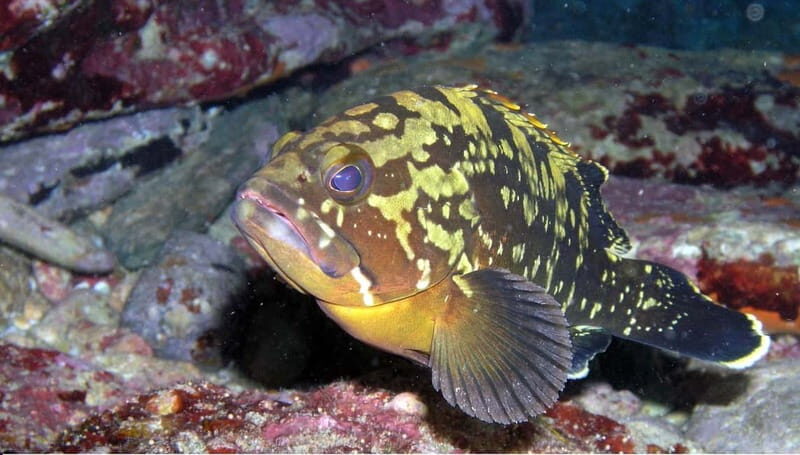 Agia Pelagia: Introduction to Scuba Diving Experience - Pickup, Van Ride, and Getting to the Right Spot