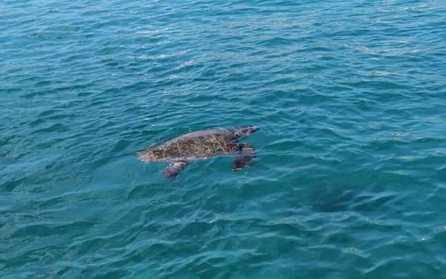 Agios Sostis: Marathonissi, Keri Caves, and Turtle Spotting - Captain and crew: friendly guidance that keeps the day running smoothly