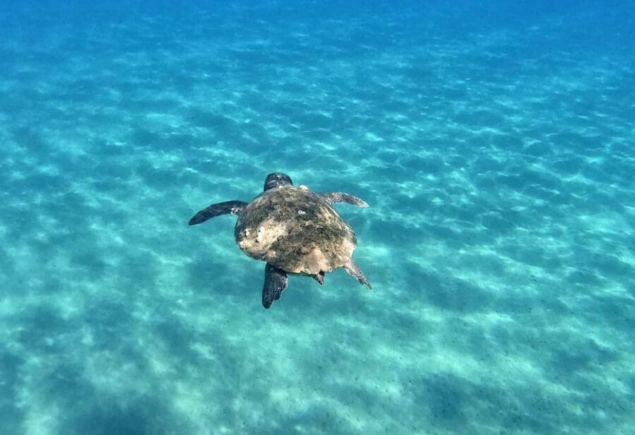 Agios Sostis: Marathonissi, Keri Caves, and Turtle Spotting - Price and value: why $29 can make sense for Zante
