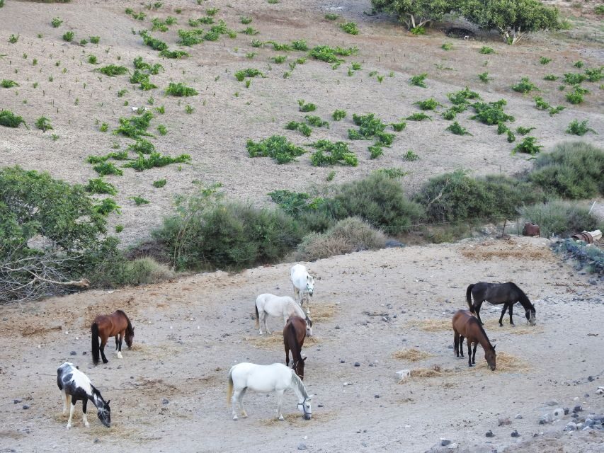Akrotiri: Guided Horseback Riding Day Trip to a Beach - Timing, Weather, and Why Sunset Can Change Everything