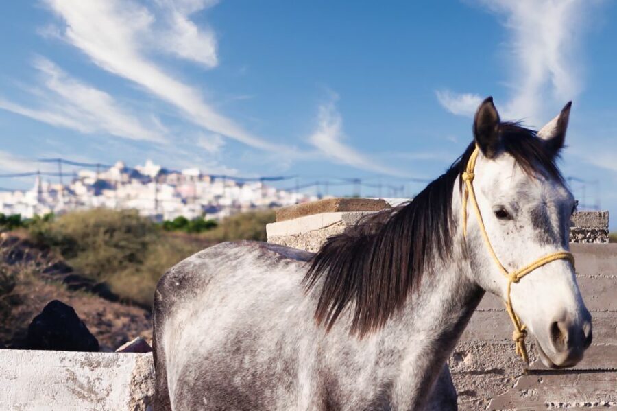 Akrotiri: Guided Horseback Riding Day Trip to a Beach - Price and Value: What $88 Buys for One Hour on Horseback