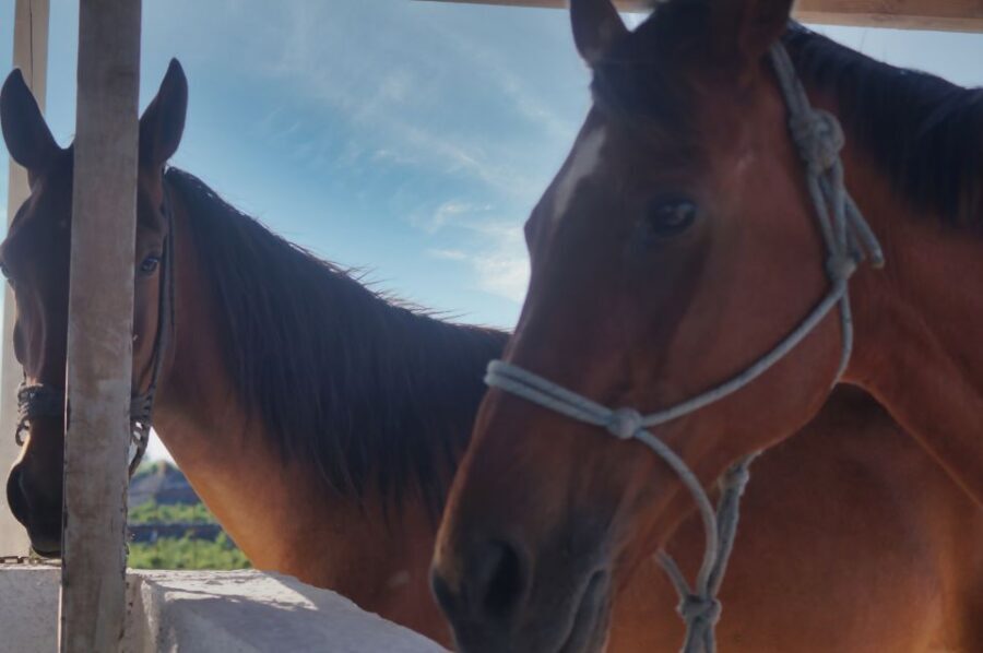 Akrotiri: Guided Horseback Riding Day Trip to a Beach - The Ride Out: Vineyards and Trails That Make the Time Feel Worth It