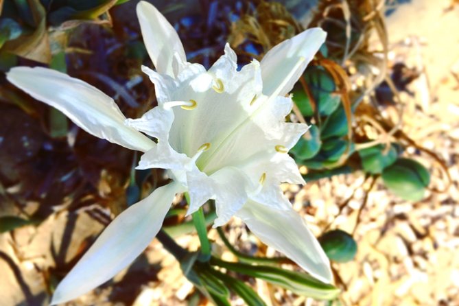 Amazing Beach Hike Experience Of Paros - Is $216.05 a Fair Price for 90 Minutes?