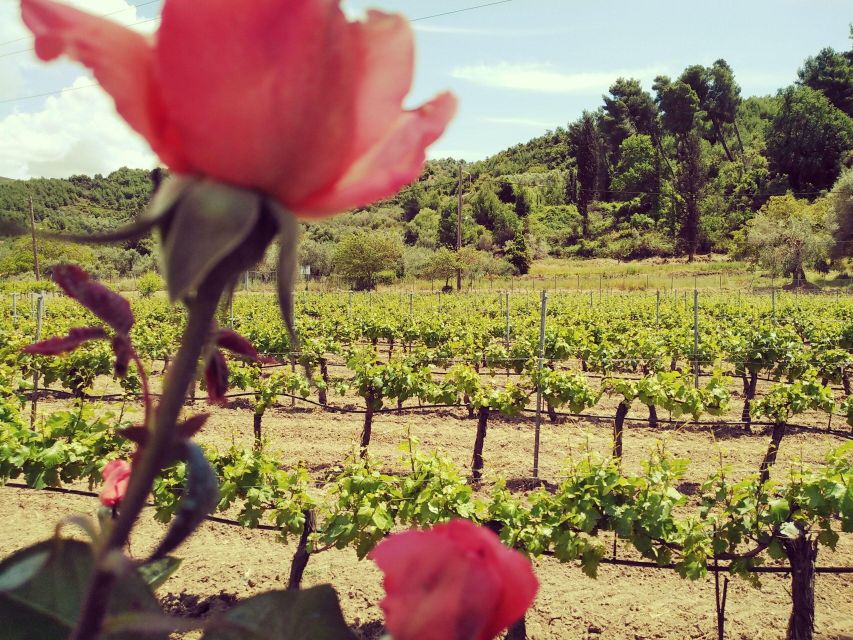 Ancient Olympia: Private Tour site, museum, bee farm, winery - What the $136 price really covers