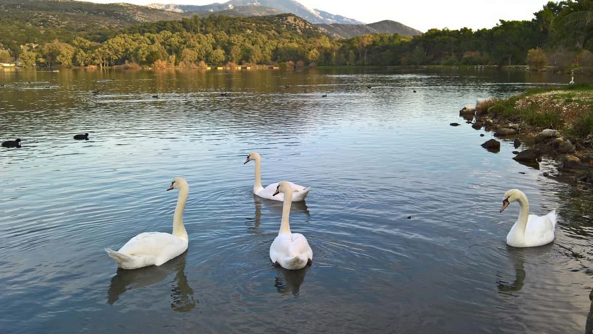 Argostoli & Beyond: Culture, Villages, Olive Oil & Honey - Key points to know before you book