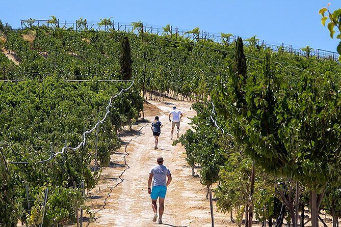 “ARISMARI” – Vineyard Tour & Wine Tasting - Quick highlights