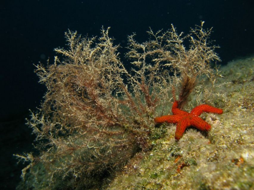 Athens: Adventure Dives in Nea Makri for Certified Divers - Two sessions with a 90-minute rest