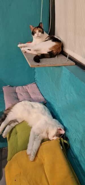 Athens: Cat Cafe Visit with Drink and Sweet - First Look Inside Cat Café Athens: Calm, Rules, and Cat Time