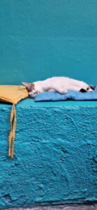 Athens: Cat Cafe Visit with Drink and Sweet - Drink and Dessert: How the Included Order Works