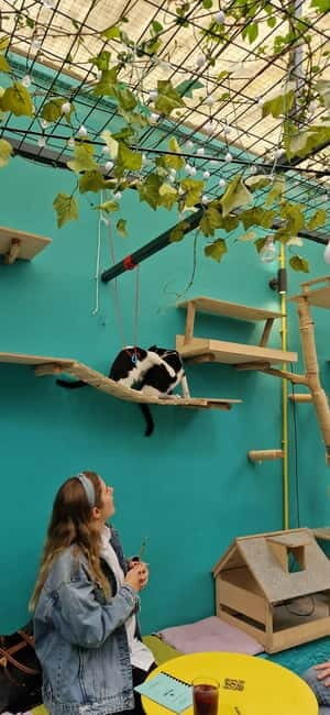 Athens: Cat Cafe Visit with Drink and Sweet - Your 90-Minute Plan: What Happens During the Visit