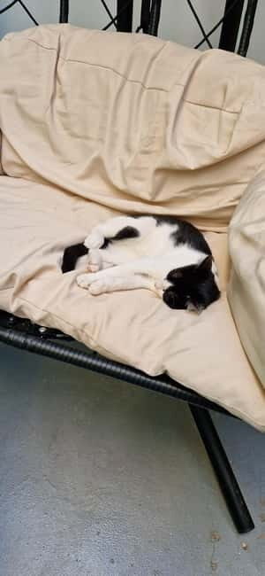 Athens: Cat Cafe Visit with Drink and Sweet - The Cats: Friendly, Adoptable, and Managed for Comfort