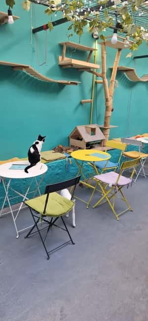 Athens: Cat Cafe Visit with Drink and Sweet - Support by Design: Mission, Adoption, and Why It Feels Different
