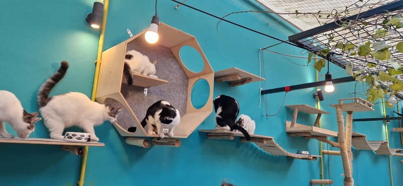 Athens: Cat Cafe Visit with Drink and Sweet - Events and Extra Activities: Yoga, Art, and Adoption Days