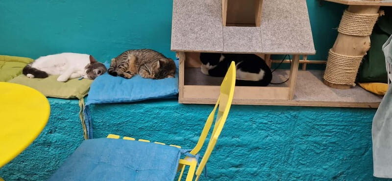Athens: Cat Cafe Visit with Drink and Sweet - Small Group Size and English-Friendly Hosting