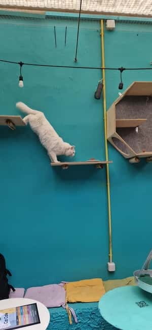 Athens: Cat Cafe Visit with Drink and Sweet - Price and Value: Is $17 for Entry, Drink, and Sweet Fair?