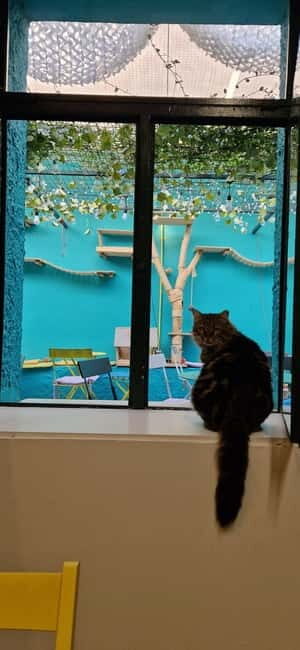 Athens: Cat Cafe Visit with Drink and Sweet - Who This Visit Suits Best (And Who Should Rethink It)
