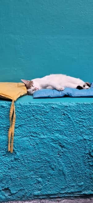 Athens: Cat Cafe Visit with Drink and Sweet - Drink and Dessert: How the Included Order Works