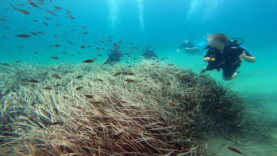 Athens East Coast: Discover Scuba Diving in Nea Makri - What to bring (and a couple of smart add-ons)
