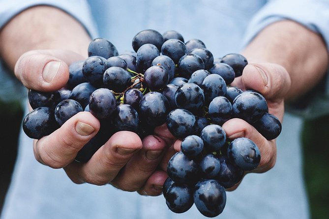 Athens Private Wine Tasting Tour - Dionysian Grapes - Greek wine without leaving central Athens