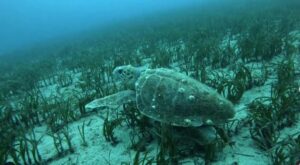 Athens: Snorkeling Riviera Adventure - From Alimos metro to the water: gear-up and briefing