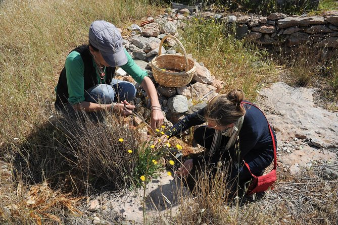 Authentic Greek Cooking & Foraging Experience in Syros with Maria - The private format and who benefits most