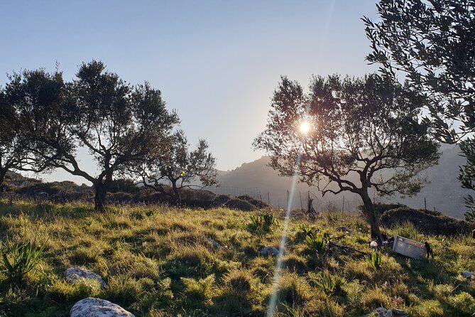 Authentic Olive Oil and Cultural Experience in Crete - Why this Kritsa olive oil tour feels different