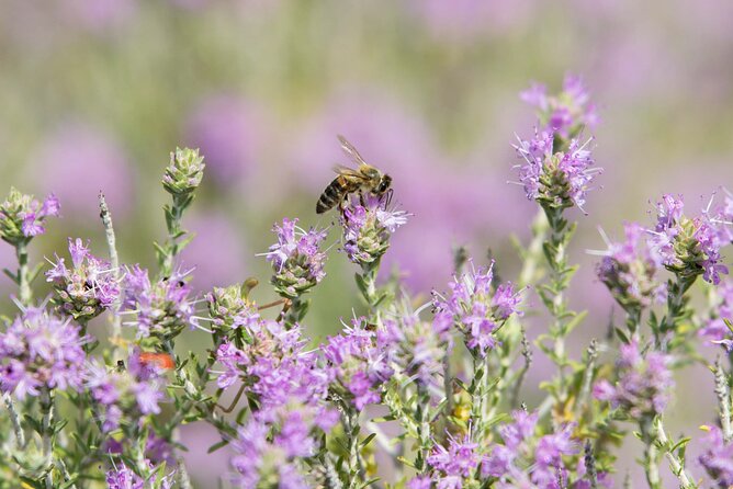 Beekeeping and Honey Stories in Itea - Reading the comb inside a working hive