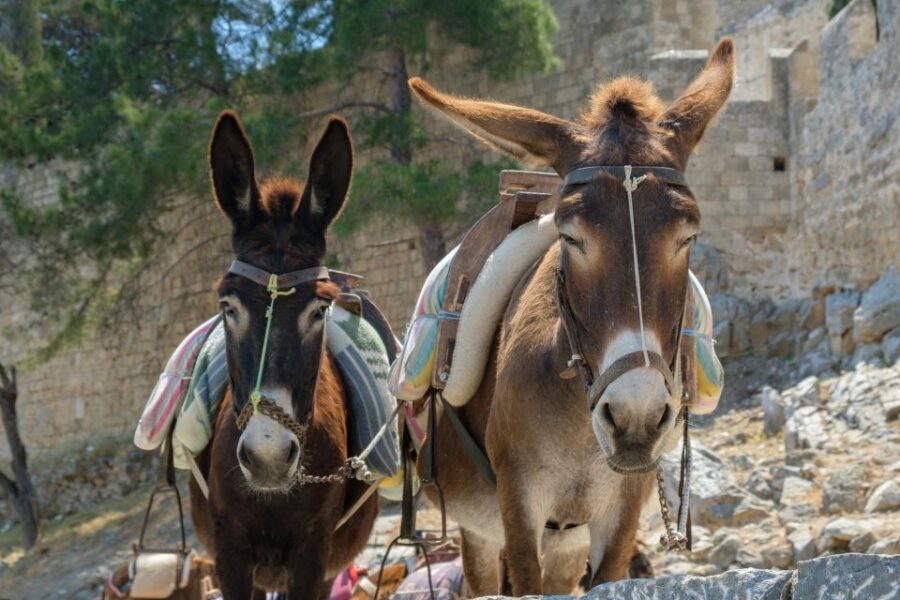 Best of Rhodes Tour including Lindos and Medieval City - Mandraki Harbour and Monte Smith: Quick Orientation That Helps Later