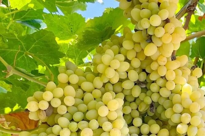 Best Rhodes Tour with Wine Tasting Experience from Cruise Port - Wine tasting and the limits of the experience