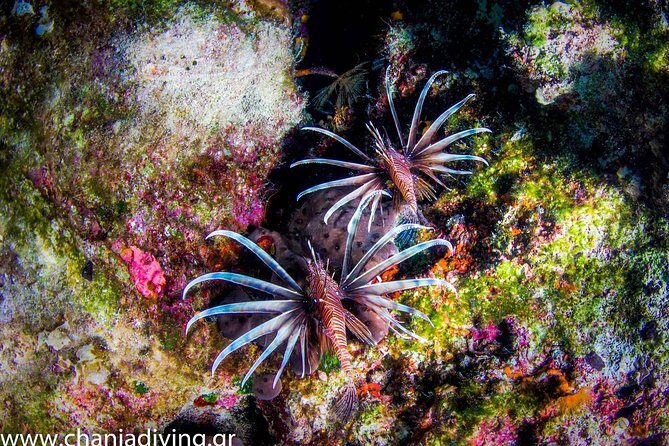 Boat Trip in Crete with Guided Snorkeling and Free Pick up! - Stop Two: Marathi’s Calm, Clear Water for Beginner-Friendly Snorkeling
