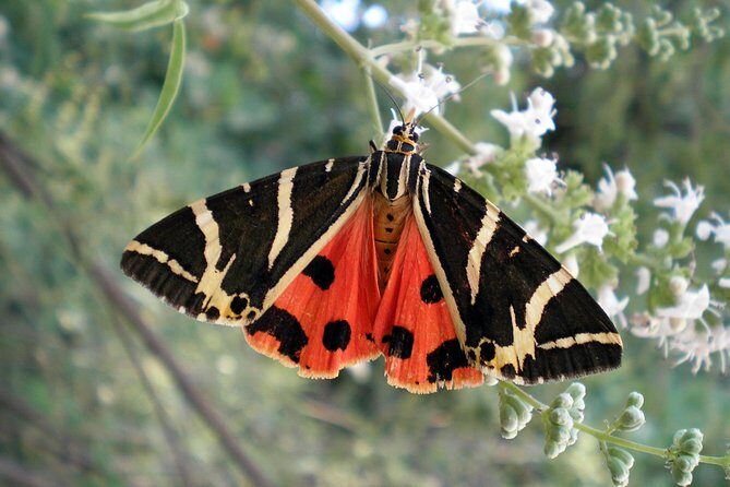 Butterfly Valley & Wine, Olive Oil, Honey Tasting Tour (Small Group) - Butterfly Valley First: Your Best Shot at Seeing the Swarm
