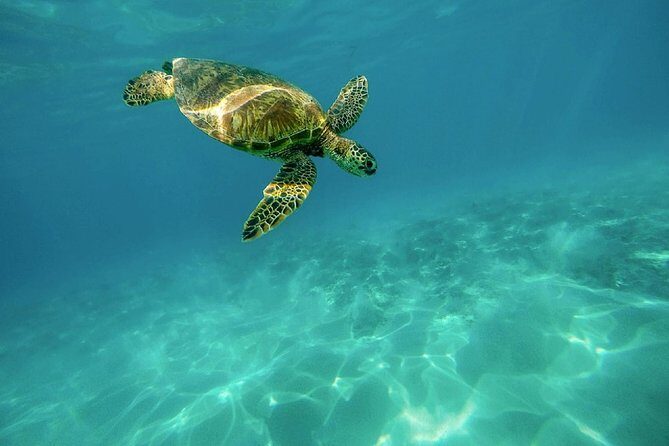 Caretta-Caretta Turtle Trip - Key Things to Know Before You Go