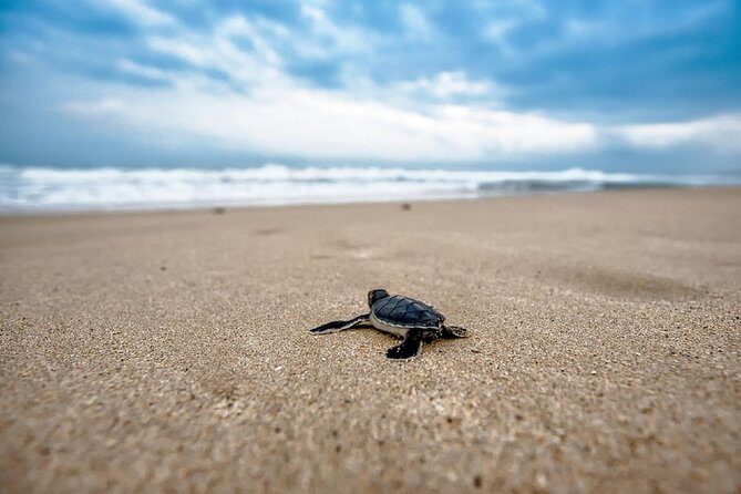 Caretta-Caretta Turtle Trip - The Glass-Bottom Boat: Photos, Seating, and What to Expect