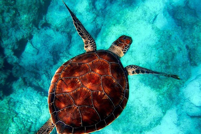 Caretta-Caretta Turtle Trip - Stop 1: Cameo Island for a Quick Bridge-to-Beach Reset (About 15 Minutes)