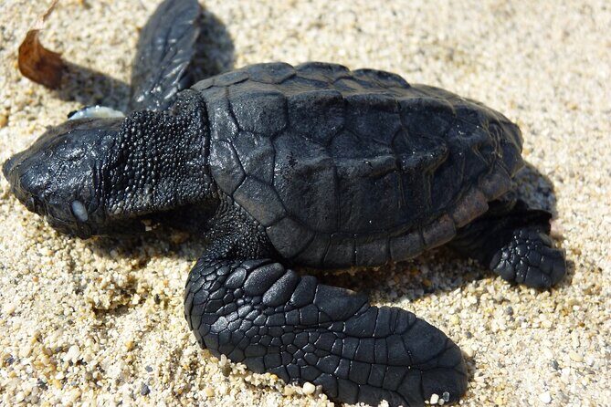Caretta - Caretta Turtle Trip (Boat Trip) - Why this Caretta Turtle Trip makes sense on Zakynthos