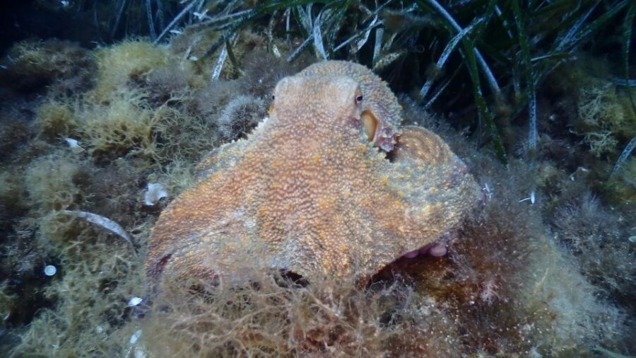 Chalkidiki: Scuba Diving for Beginners in Kassandra - Kassandra’s beginner-friendly sea: why the conditions matter