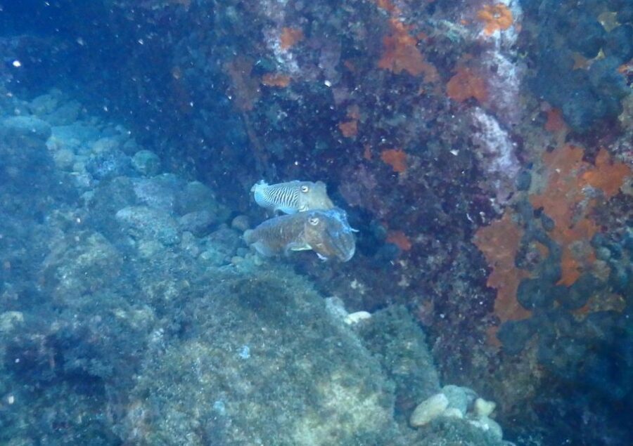 Chalkidiki: Scuba Diving for Beginners in Kassandra - PADI eLearning and the medical questionnaire: the part that helps you succeed