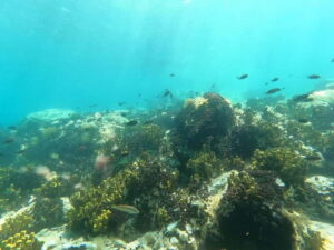Chalkidiki: Snorkeling Adventure in Sithonia - Kalogria Beach snorkeling: the 15-minute briefing and 1-hour swim