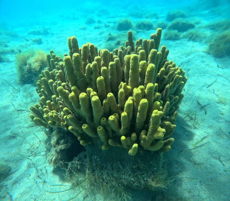 Chalkidiki: Snorkeling Adventure in Sithonia - What you can actually spot underwater